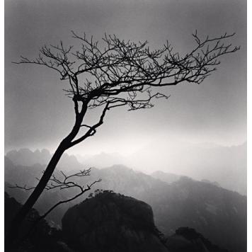 Фоторабота "Горы Хуаншань, дерево" ― Стильное гнездо